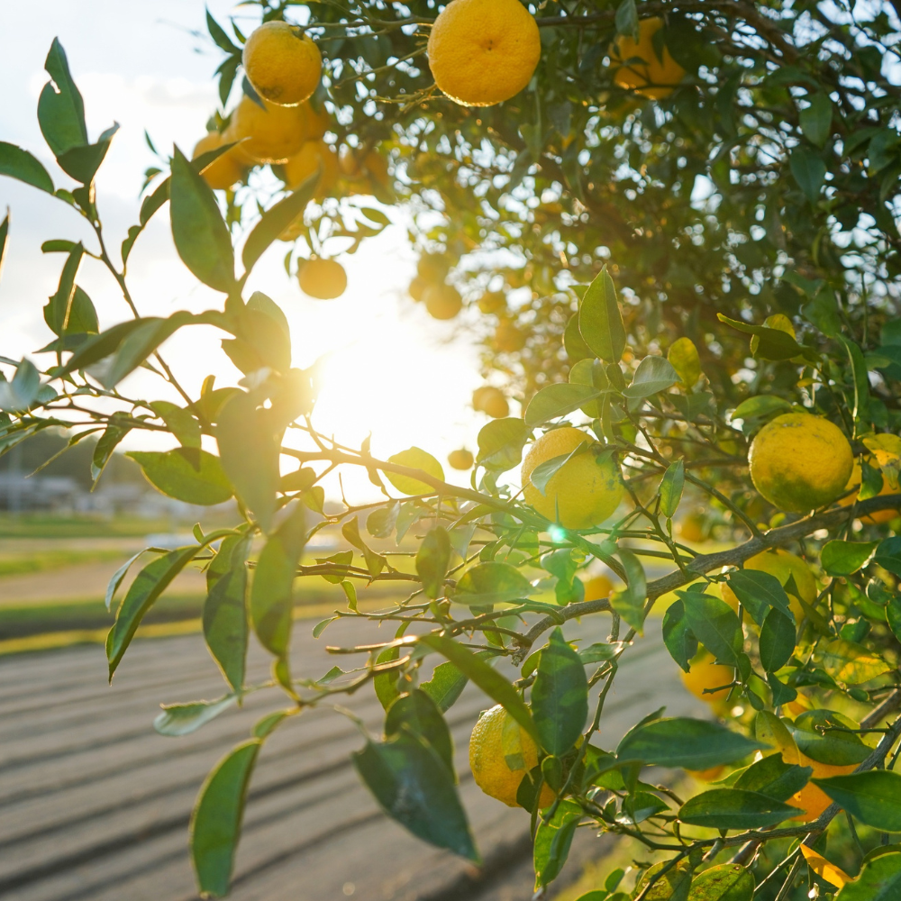 Sage & Citrus Soy Wax Melts | Natural, Aromatic Home Fragrance