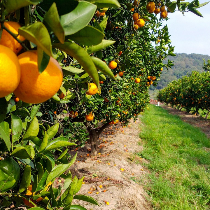 Sage & Citrus Soy Wax Melt